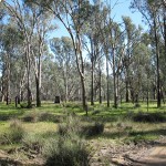 Bushfire Management Statement for re-zoning and subdivision in Greater Shepparton, Victoria 2014