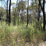 Bushfire Risk Assessment and Management Statement for Amendment C190 Greater Bendigo Planning Scheme, Victoria 2012-13