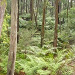 Fire Management Plans for Shire of Yarra Ranges, Victoria 2013-14