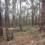 Flora and Fauna and Bushfire Assessment for Mount Helen NBN Tower, Victoria 2013