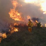 Prescribed Grassland Burn at Williams Landing, Victoria 2014 crop