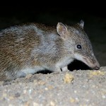 Southern Brown Bandicoot Sub-regional Surveys and Strategies for DSE, Victoria 2010-11