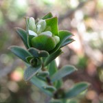 Translocation of Spiny Rice-flower at Westlink in Ravenhall, Victoria 2008